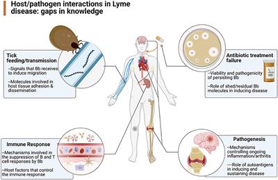 Report of the Pathogenesis and Pathophysiology of Lyme Disease Subcommittee of the HHS Tick Borne Disease Working Group